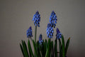 A close-up shot of several blue grape hyacinth flowers blooming with green, blade-like leaves against a muted, neutral background.