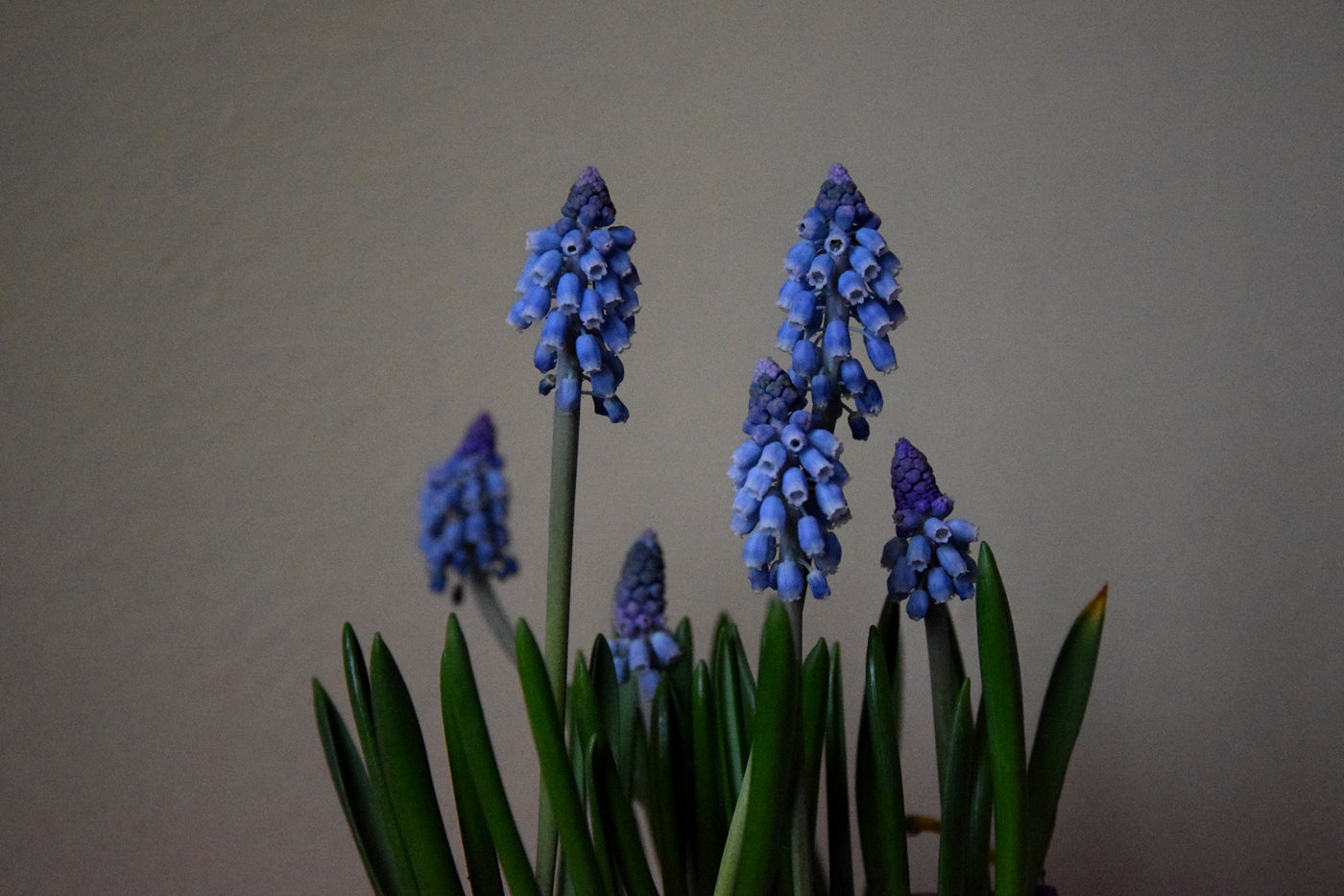 A close-up shot of several blue grape hyacinth flowers blooming with green, blade-like leaves against a muted, neutral background.